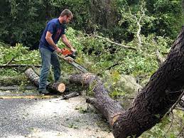 Best Tree Risk Assessment  in Lawrence, IN